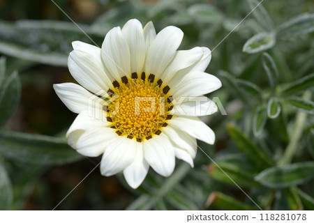Gazania Gazania 118281078