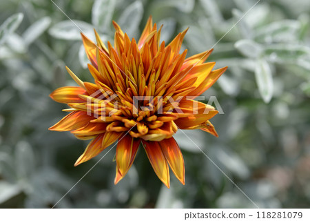Gazania Gazania 118281079