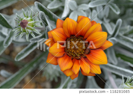 勳章菊屬 118281085