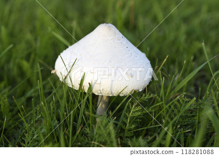 Poisonous mushrooms. Toadstool in the green grass. Poisonous mushrooms. Toadstool in the green grass. 118281088