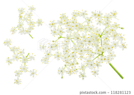 Elderberry flower or Sambucus nigra isolated on a white background. 118281123