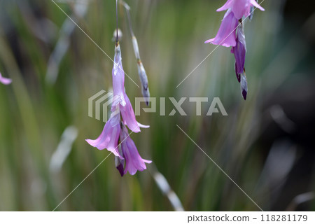 Dierama Nana 118281179