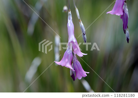 Dierama Nana 118281180