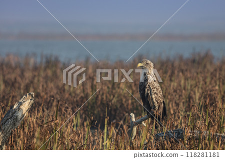 white tailed eagle 118281181