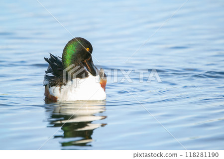 Male Northern shoveler duck is preening in the pond waters. 118281190