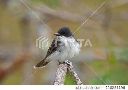 Eastern kingbird is perched on a dry dead tree branch in autumn park on warm background. Eastern kingbird is perched on a dry dead tree branch in autumn park on warm background. 118281196