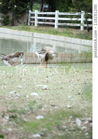 Grey and White Duck 118281200