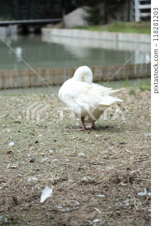 Grey and White Duck 118281203
