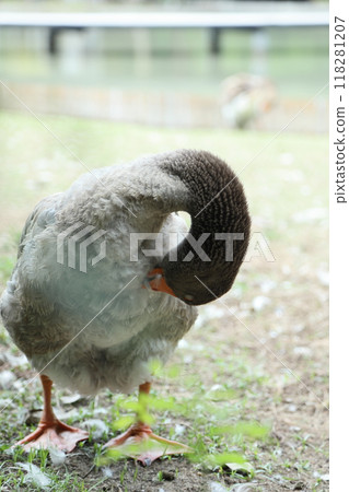 Grey and White Duck 118281207