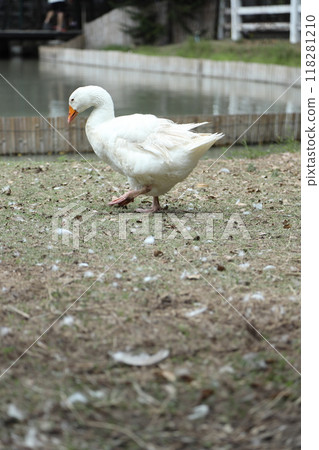Grey and White Duck Grey and White Duck 118281210