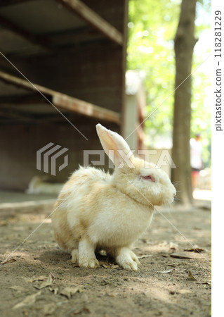 Rabbits in Farm 118281229