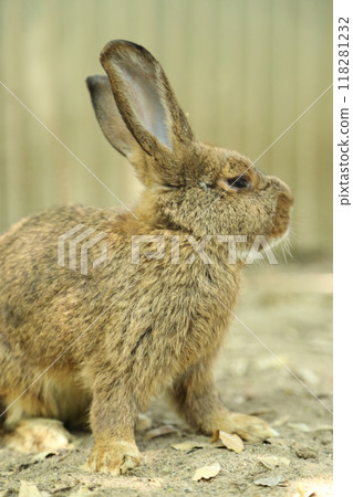 Rabbits in Farm Rabbits in Farm 118281232