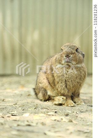 Rabbits in Farm 118281236