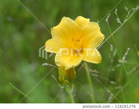 Hemelocalis Hemelocalis 118281276