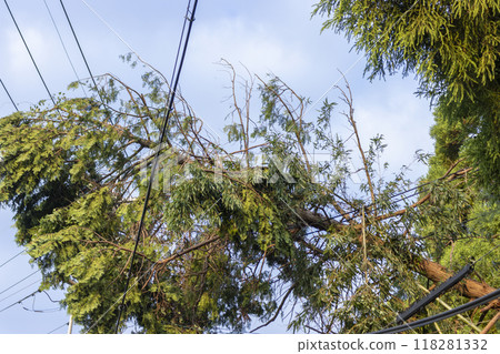 一棵樹倒下並觸及電線 118281332
