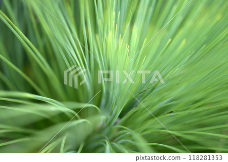 Leaf pattern Natural modeling Leaf pattern Natural modeling 118281353