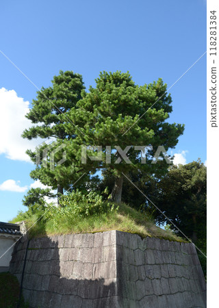Nijo Castle, stone wall and pine tree beside the south gate, Nakagyo Ward, Kyoto City 118281384