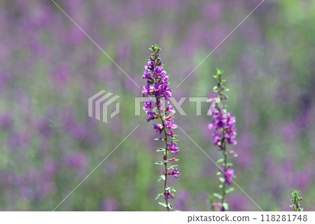 Lythrum 118281748