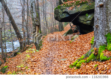 A tranquil path winds through an autumn forest, covered in vibrant fallen leaves. Towering trees and mossy rocks line the way, creating a serene atmosphere for leisurely walks. 118281966