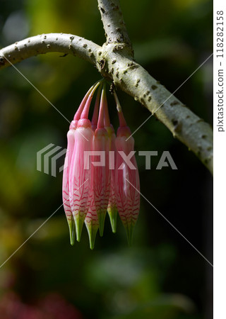 Agapetes Blumanica 118282158
