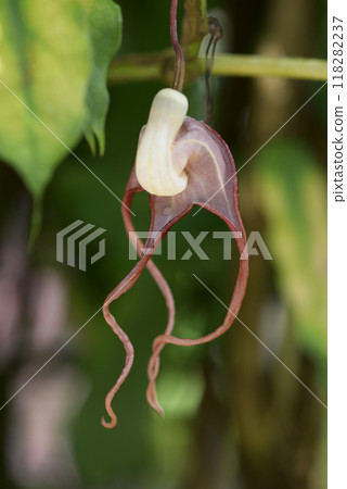 Aristrokia·Salva Drensis 118282237