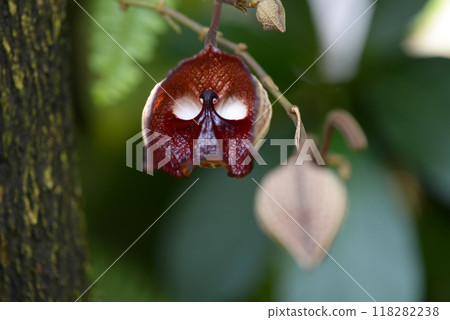 Aristrokia · Salva Drensis Aristrokia · Salva Drensis 118282238
