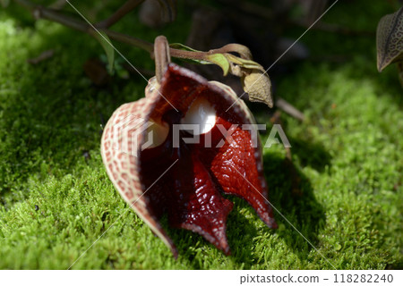 Aristrokia · Salva Drensis 118282240