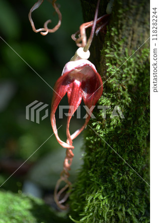 Aristrokia·Salva Drensis 118282244
