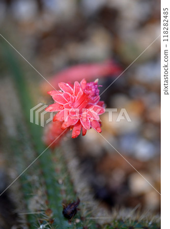 Cactus flower Cactus flower 118282485