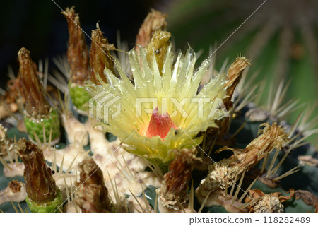 Cactus flower Cactus flower 118282489
