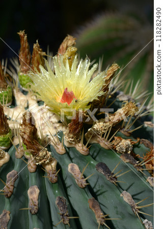 Cactus flower 118282490
