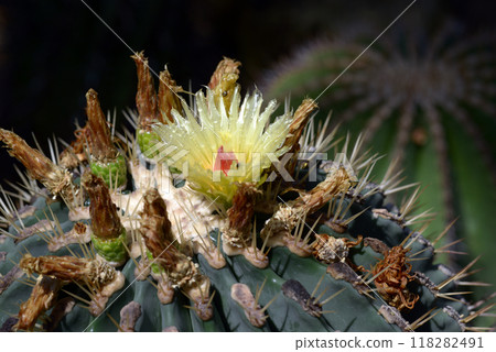 Cactus flower Cactus flower 118282491