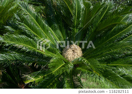 Cycads Cycads 118282511