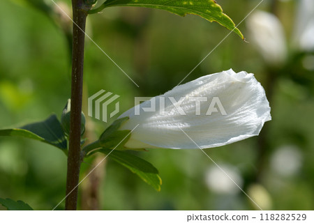 Bud of mukge Bud of mukge 118282529