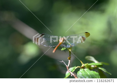 Dragonfly Dragonfly 118282671