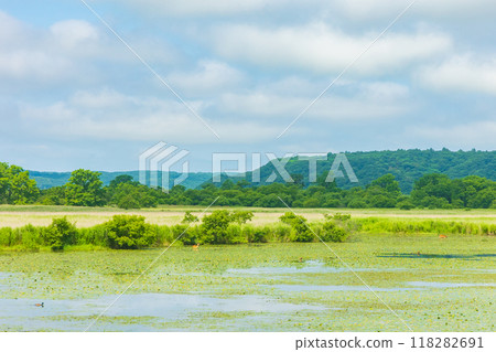夏季北海道釧路濕原 118282691
