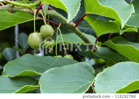 Kokuwa，一種猴子梨，據說美味到讓猴子失去知覺。 118282768