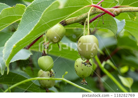 The delicious Japanese quince, the Japanese quince The delicious Japanese quince, the Japanese quince 118282769