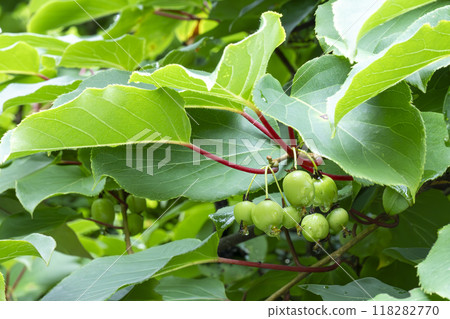 The cross section of the fruit of the Sarunashi resembles that of a kiwi. 118282770