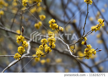 Yellow Cornus japonica blooming in the mountains in early spring 118282771