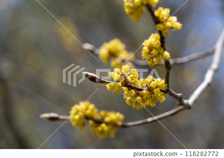 Yellow Cornus japonica blooming in the mountains in early spring Yellow Cornus japonica blooming in the mountains in early spring 118282772