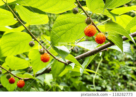 Orange ripe fruit of paper mulberry Orange ripe fruit of paper mulberry 118282773