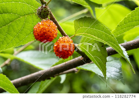Orange ripe fruit of paper mulberry Orange ripe fruit of paper mulberry 118282774