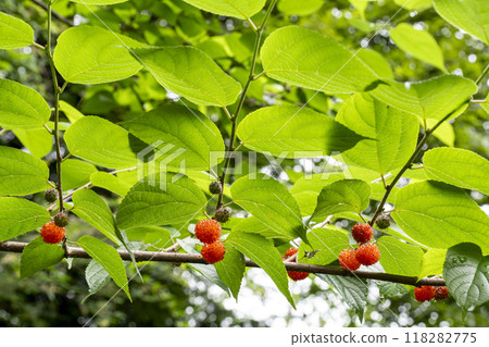 Orange ripe fruit of paper mulberry Orange ripe fruit of paper mulberry 118282775