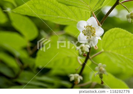Female flowers and young fruits of Actinidia quinata, also known as summer plum Female flowers and young fruits of Actinidia quinata, also known as summer plum 118282776