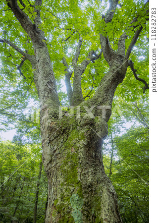 A large horse chestnut tree with its branches and leaves growing despite the wind and snow 118282783