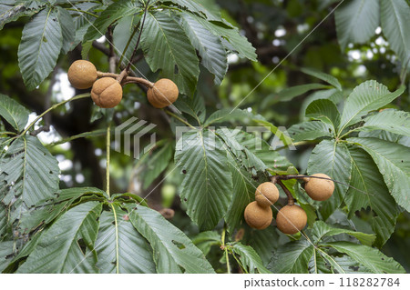 The young fruits of the horse chestnut tree are finally ripe. The young fruits of the horse chestnut tree are finally ripe. 118282784