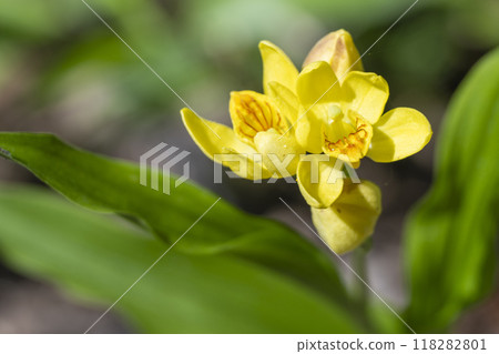 金色的蘭花盛開,沐浴在春天的陽光下 金色的蘭花盛開,沐浴在春天的陽光下 118282801