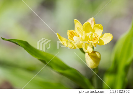 Golden orchid flowers in full bloom in the spring sunshine Golden orchid flowers in full bloom in the spring sunshine 118282802