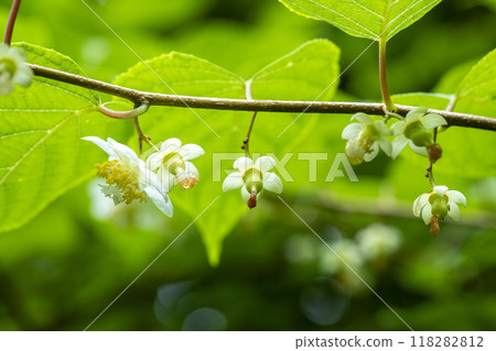白色雌花和 Matatabi 的年輕果實，稱為夏季李子 118282812